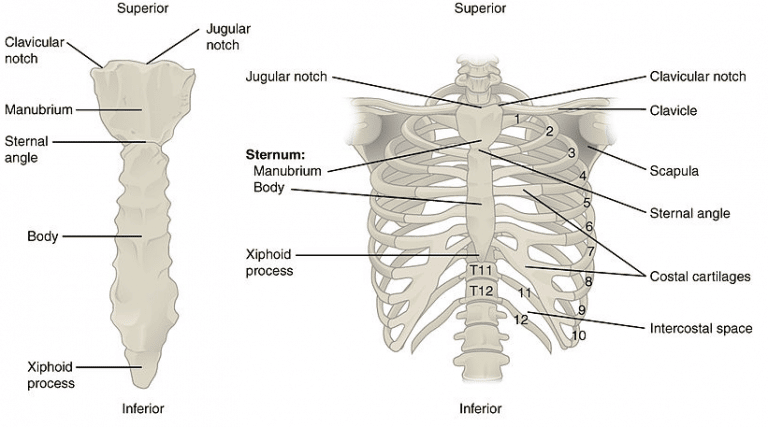 floating-rib-syndrome-sutured